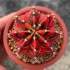 01 Cacto Raro Gymnocalycium Mihanovichii (COLORIDO) - Image 4