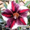 01 Rosa Do Deserto Enxerto PT-14 MARGARET STAR