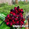 01 Rosa Do Deserto Enxertada Dobrada PT-14 DOUBLE PLUTO