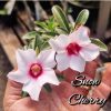 01 Rosa Do Deserto Enxerto Importada Snow Cherry