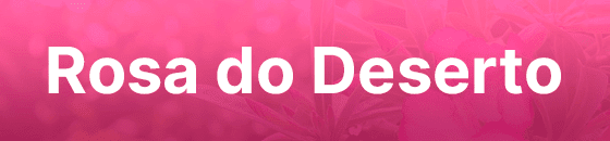 Rosas do Desertos para comprar