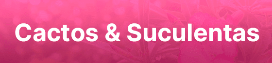 Cactos & Suculentas