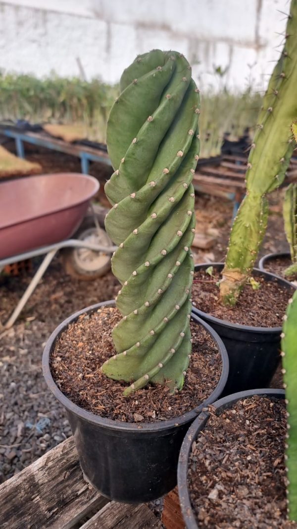 01 Muda Cereus forbesii Cacto Parafuso +25cm