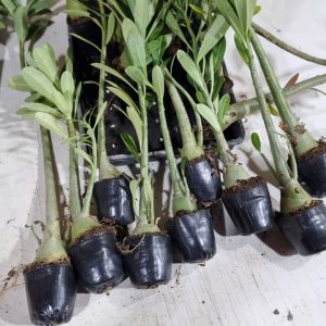 KIT 10 Cavalos (Porta Enxerto) Pronto para Enxertia