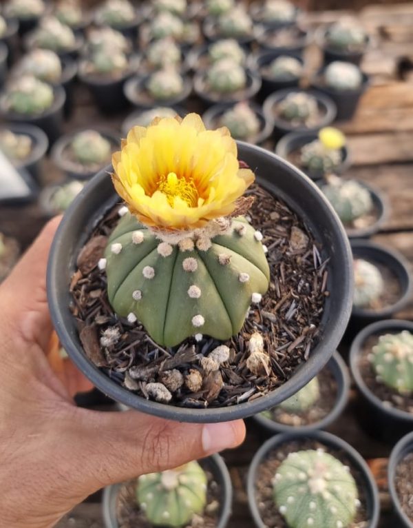 01 Muda Astrophytum Asterias Cacto sem espinho VS-11