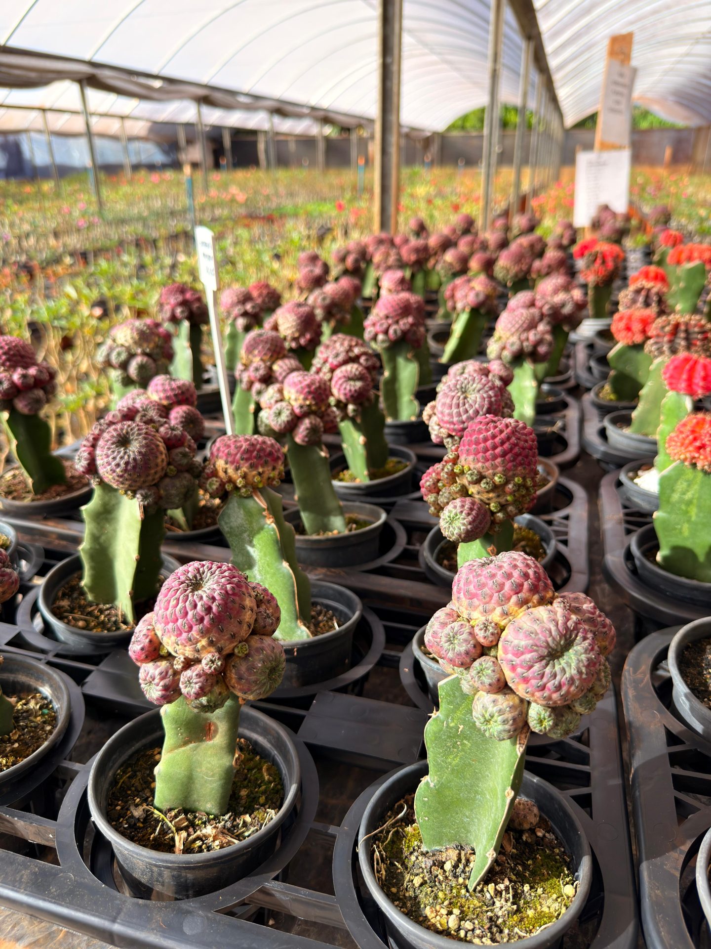 Cacto Enxertado Sulcorebutia violacidermis POTE 10 - Imagem 2