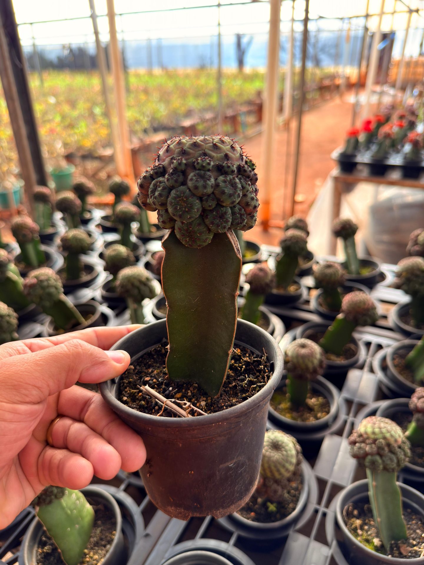 Cacto Enxertado Sulcorebutia violacidermis POTE 10 - Imagem 3