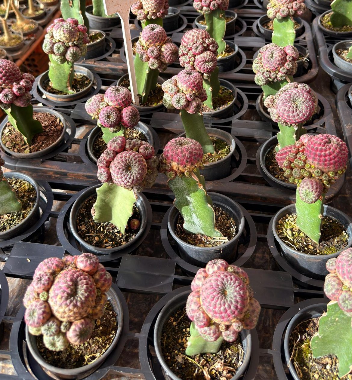 Cacto Enxertado Sulcorebutia violacidermis POTE 10