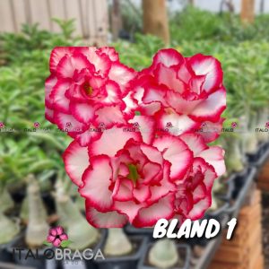01 Rosa Do Deserto Enxerto Dobrada VS-14 BLAND 1