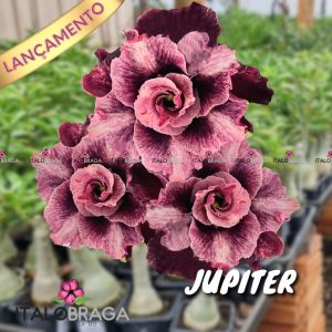 01 Rosa Do Deserto Enxerto Dobrada VS-14 Jupiter
