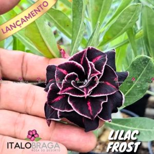 01 Rosa Do Deserto Enxerto Especial Lilac Frost