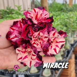 01 Rosa Do Deserto Enxerto Dobrada VS-14 MIRACLE