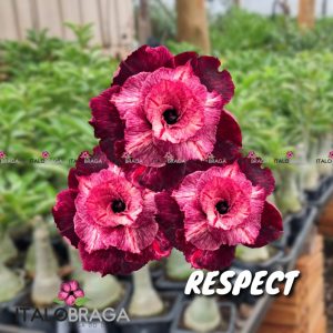 01 Rosa Do Deserto Enxerto Dobrada VS-14 RESPECT