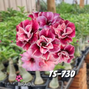 01 Rosa Do Deserto Enxerto Dobrada VS-14 TS-730