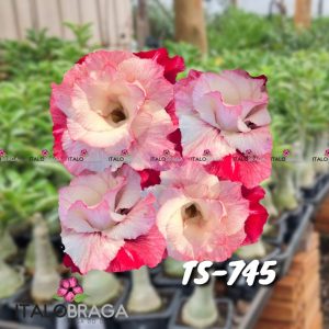 01 Rosa Do Deserto Enxerto Dobrada VS-14 TS-745