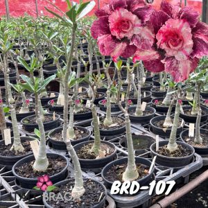 01 Rosa Do Deserto Enxerto VS-14 BRD-107