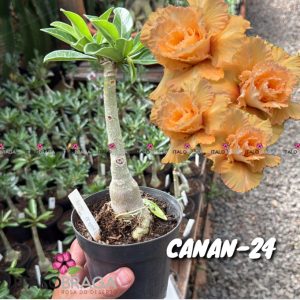 01 Rosa Do Deserto Enxerto VS-14 CANAN-24