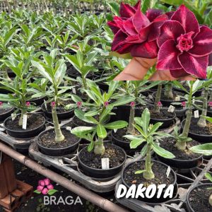 01 Rosa Do Deserto Enxerto VS-14 DAKOTA