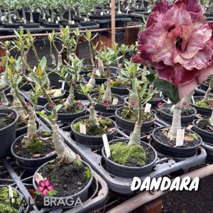 01 Rosa Do Deserto Enxerto VS-14 DANDARA