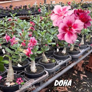 01 Rosa Do Deserto Enxerto VS-14 DOHA
