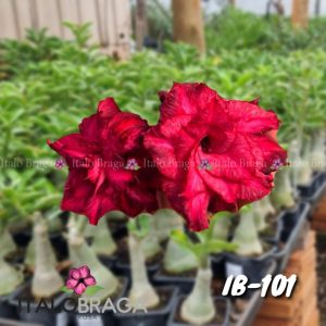 01 Rosa Do Deserto Enxerto VS-14 IB-101