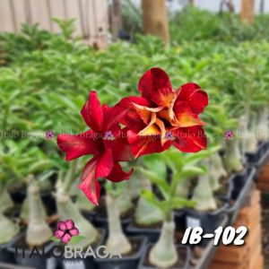 01 Rosa Do Deserto Enxerto VS-14 IB-102