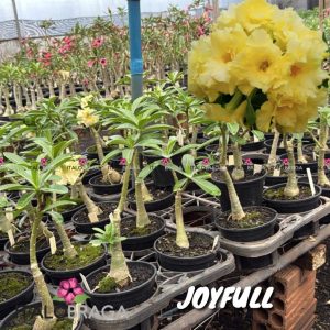 01 Rosa Do Deserto Enxerto VS-14 JOYFULL