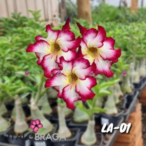 01 Rosa Do Deserto Enxerto VS-14 LA-01