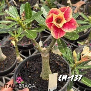 01 Rosa Do Deserto Enxerto VS-14 LM-137