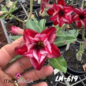 01 Rosa Do Deserto Enxerto VS-14 LM-619