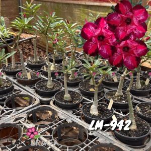 01 Rosa Do Deserto Enxerto VS-14 LM-942