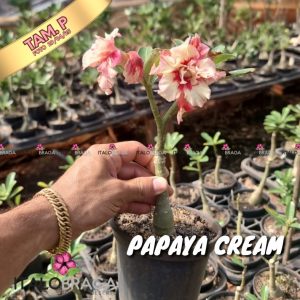 01 Rosa Do Deserto Enxerto VS-14 PAPAYA CREAM