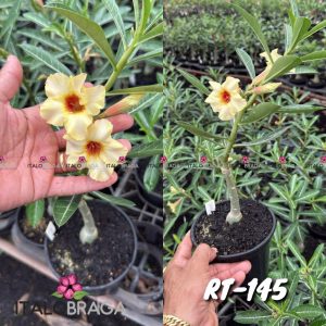 01 Rosa Do Deserto Enxerto VS-14 RT-145