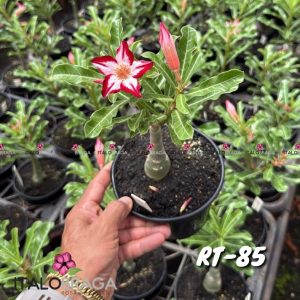 01 Rosa Do Deserto Enxerto VS-14 RT-85