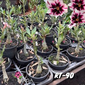 01 Rosa Do Deserto Enxerto VS-14 RT-90