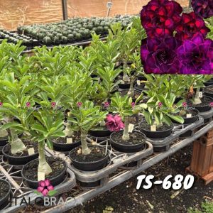 01 Rosa Do Deserto Enxerto VS-14 TS-680