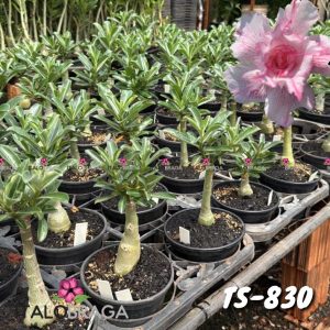 01 Rosa Do Deserto Enxerto VS-14 TS-830