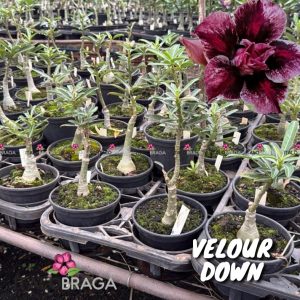 01 Rosa Do Deserto Enxerto VS-14 VELLOUR DOWN