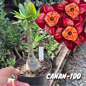 01 Rosa Do Deserto Enxerto VS-14 CANAN-100