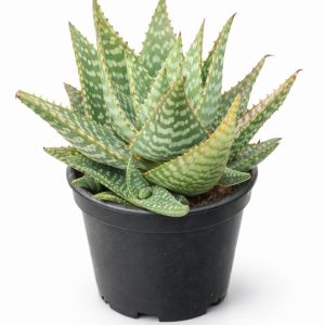 01 - Aloe Maculata Babosa Pintada Suculenta Ornamental VS-15