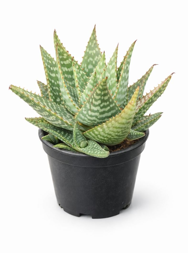 01 - Aloe Maculata Babosa Pintada Suculenta Ornamental VS-15