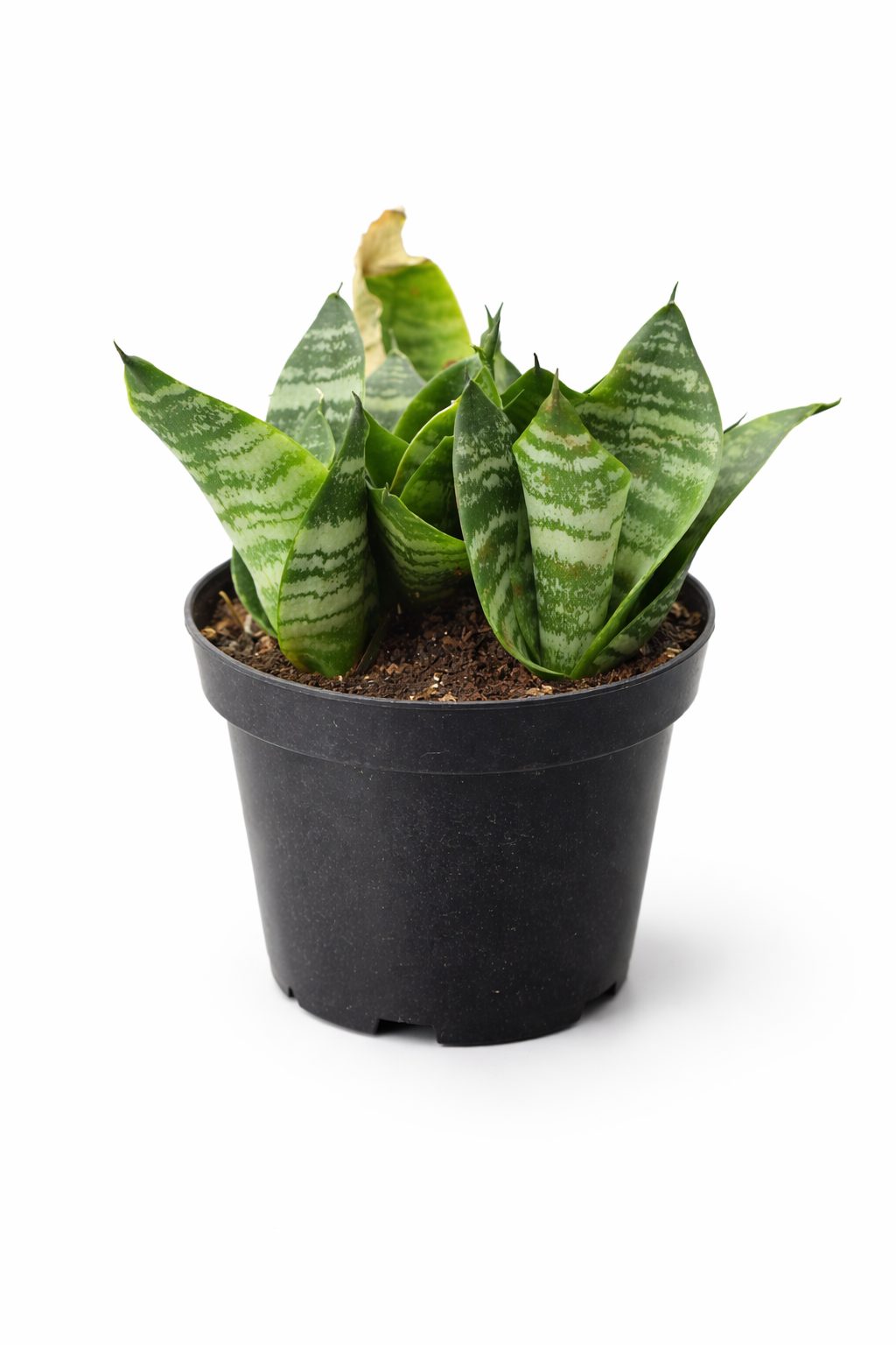 01 - Espada de São Jorge Anã (Sansevieria Hahnii) - VS-11