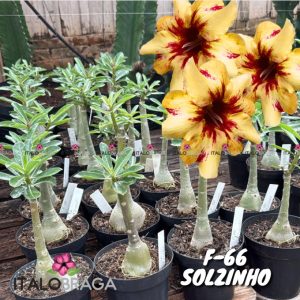 01 Rosa Do Deserto Enxerto VS-14 F-66 - SOLZINHO