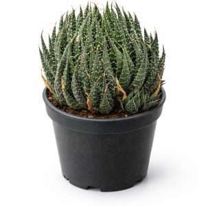 01 - Haworthia Limifolia Planta Suculenta Ornamental -VS-11