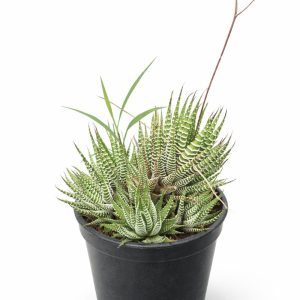 01 - Haworthia Fasciata Zebra vs-11