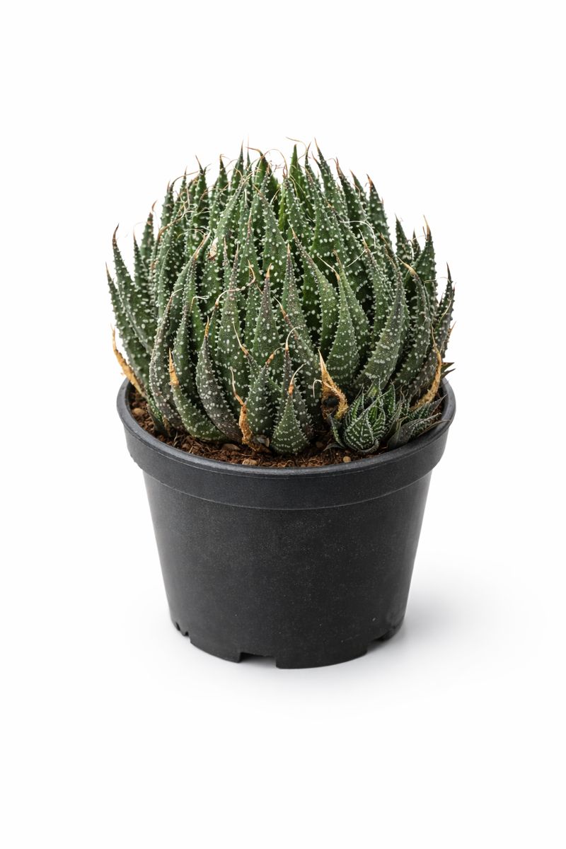 01 - Haworthia Limifolia Planta Suculenta Ornamental -VS-11