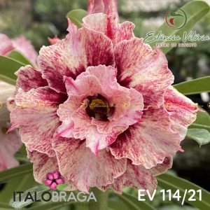 01 Rosa do Deserto Enxertada EV-114 – Adenium Obesum Flor Rara Planta Ornamental