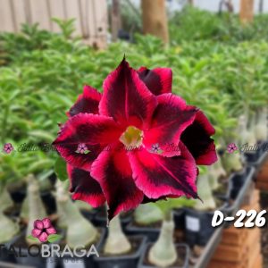 01 Rosa do Deserto Enxertada D-226 – Adenium Obesum Flor Rara Planta Ornamental