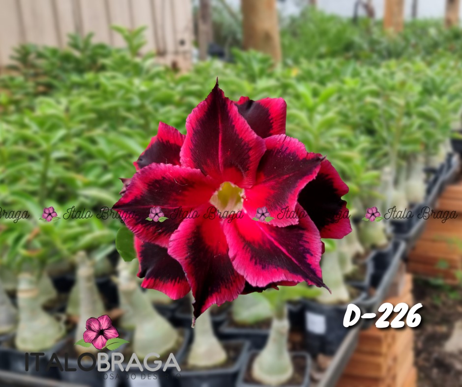 01 Rosa do Deserto Enxertada D-226 – Adenium Obesum Flor Rara Planta Ornamental