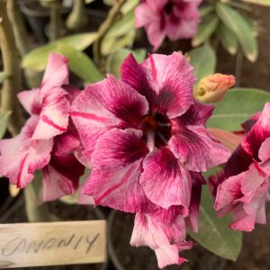 01 Rosa do Deserto Enxertada CANAN-14 – Adenium Obesum Flor Rara Planta Ornamental